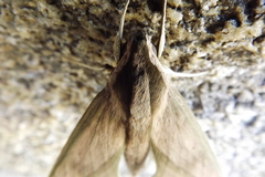 Xylophanes anubus