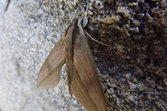 Xylophanes anubus