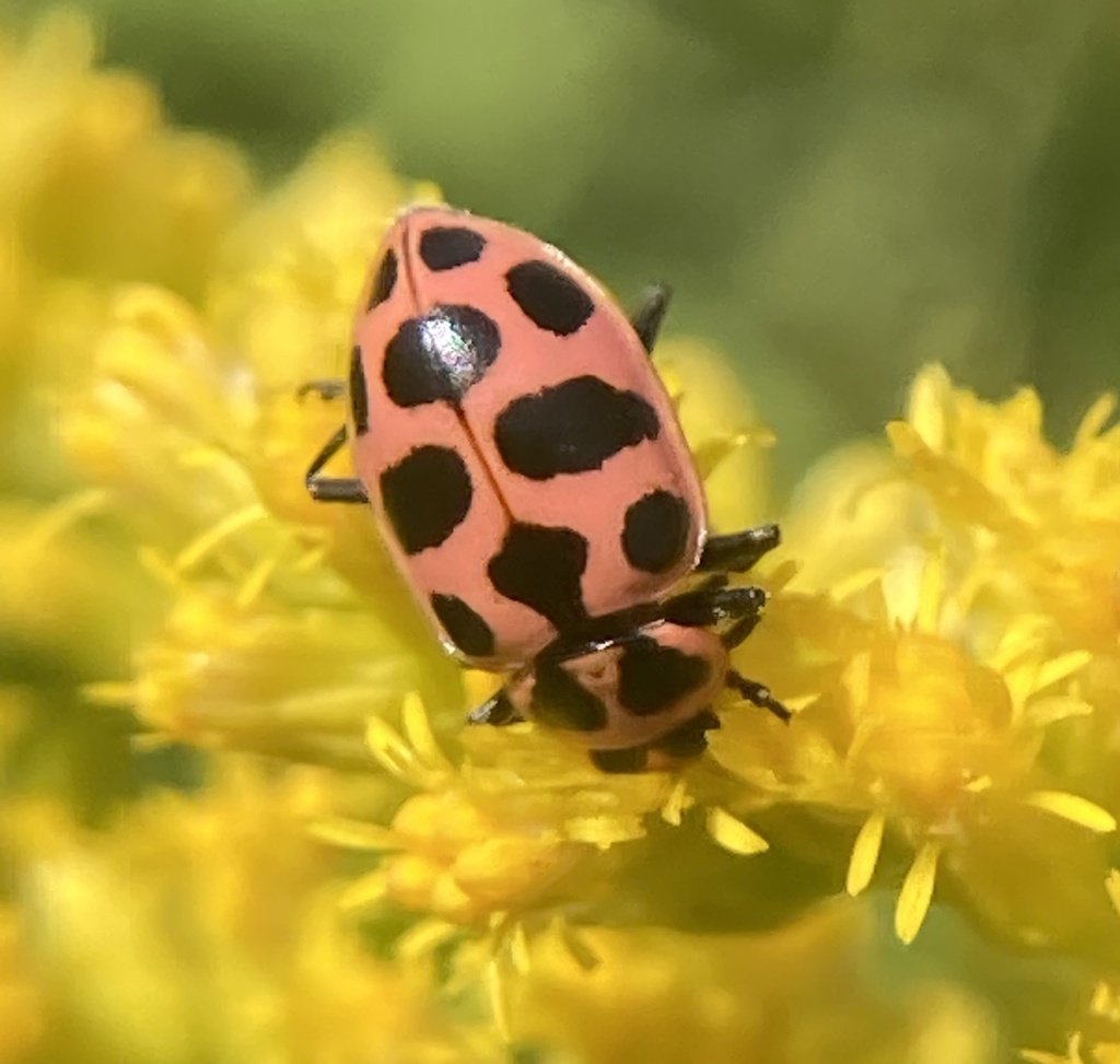 Coleomegilla