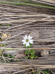 Stellaria serpyllifolia