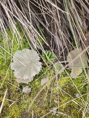 Alchemilla orbiculata