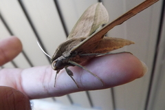 Xylophanes anubus