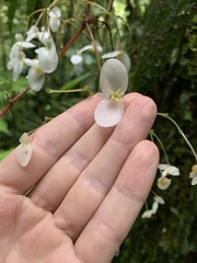 Begonia glabra