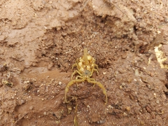 Centruroides sculpturatus