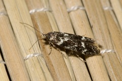 Klimeschiopsis kiningerella