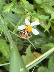 Apis mellifera