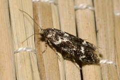 Klimeschiopsis kiningerella