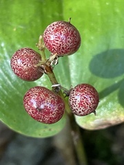 Maianthemum canadense
