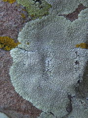 Dimelaena oreina