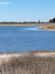 Phoenicopterus chilensis