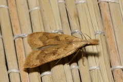 Dichomeris derasella