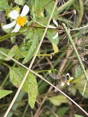 Apis mellifera