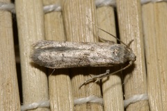 Blastobasis pannonica