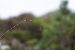 Carex binervis