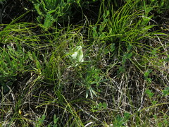 Onosma simplicissima