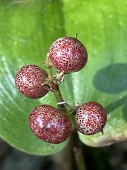 Maianthemum canadense