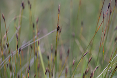 Schoenus ferrugineus