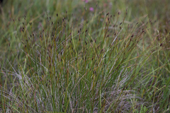 Schoenus ferrugineus