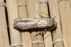 Blastobasis pannonica