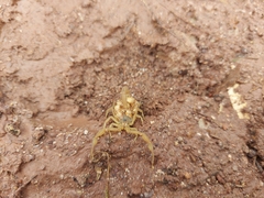 Centruroides sculpturatus