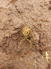 Centruroides sculpturatus