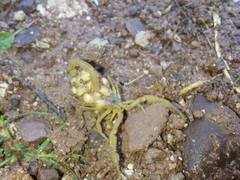 Centruroides sculpturatus