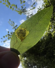 Leucoptera laburnella