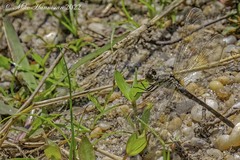 Erythrodiplax berenice