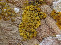 Candelina submexicana