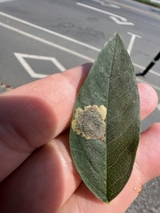 Leucoptera laburnella