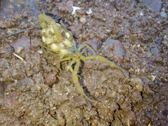 Centruroides sculpturatus