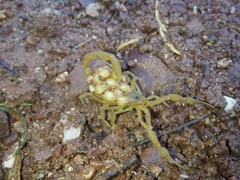 Centruroides sculpturatus