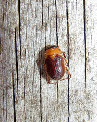 Cyclocephala borealis