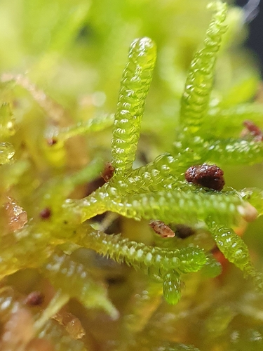Image of Rock Fingerwort (Lepidozia cupressina) by no rights reserved