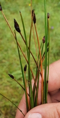 Eleocharis mamillata