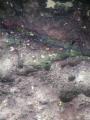 Grapsus tenuicrustatus