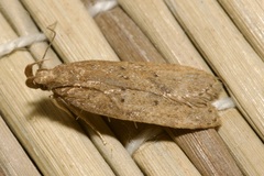 Helcystogramma lutatella