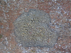 Caloplaca pellodella
