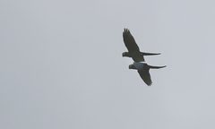 Primolius auricollis