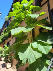 Paulownia tomentosa
