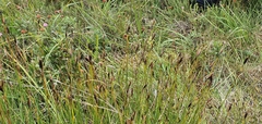 Schoenus ferrugineus