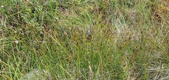 Schoenus ferrugineus