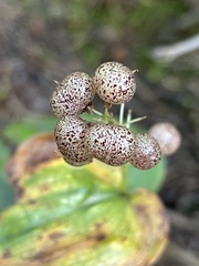 Maianthemum canadense