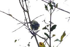 Todirostrum cinereum