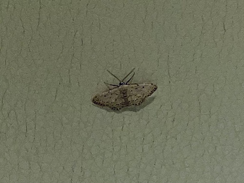 piadica (Idaea)