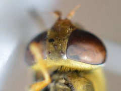 Parhelophilus versicolor
