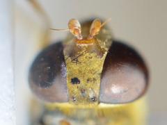 Parhelophilus versicolor