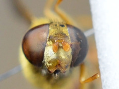 Parhelophilus versicolor
