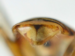Parhelophilus versicolor