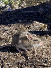 Peromyscus arcticus